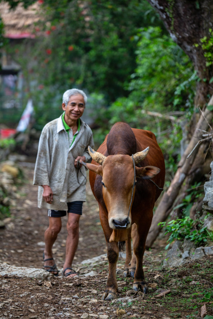 Elderly Vietnamese man guiding his buffalo down a traditional village dirt road.