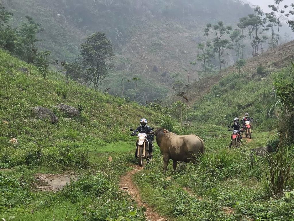 Honda CRF250 motorbikes alongside water buffaloes on a jungle buffalo track in Vietnam.